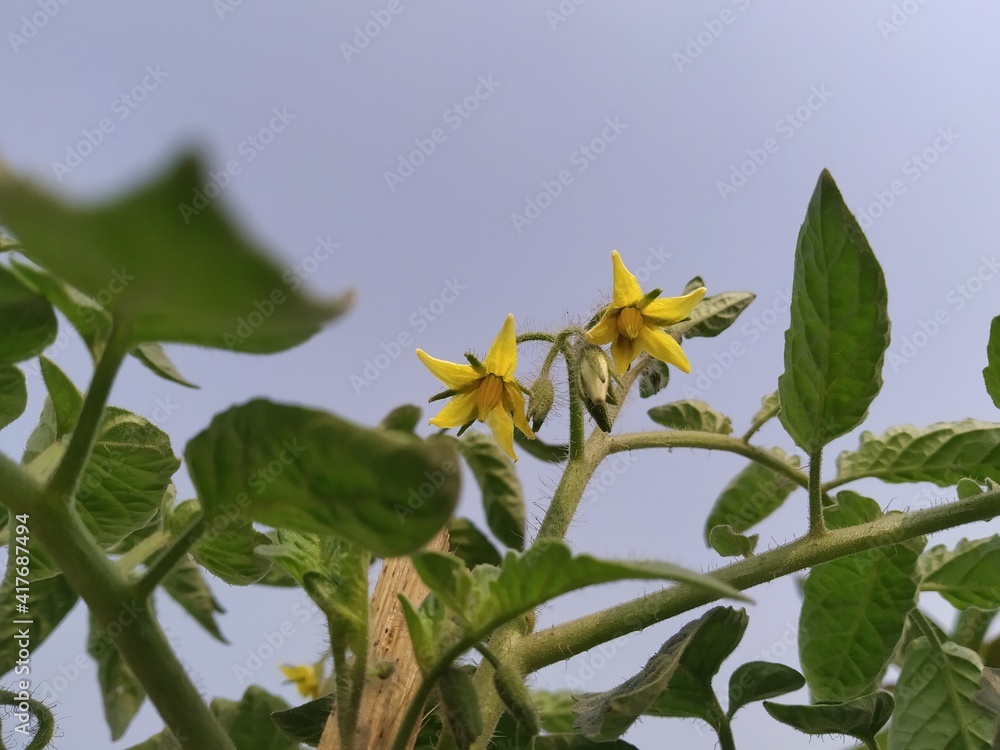 Obraz premium sunflower in the garden