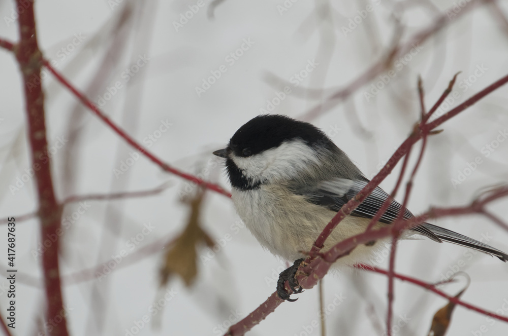 Fototapeta premium A Black-capped Chickadee perched on Red Branches