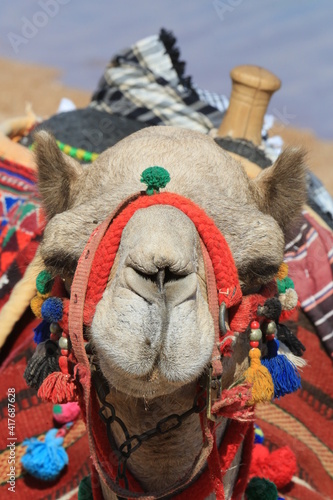 Kamel-Kopf