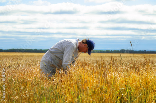A male farmer in coveralls and a hat bending to check a ripening crop of wheat in a field on a cloudy summer day