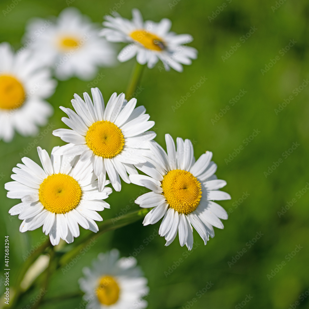 Obraz premium Blühende Margeriten, Leucanthemum, im Frühling