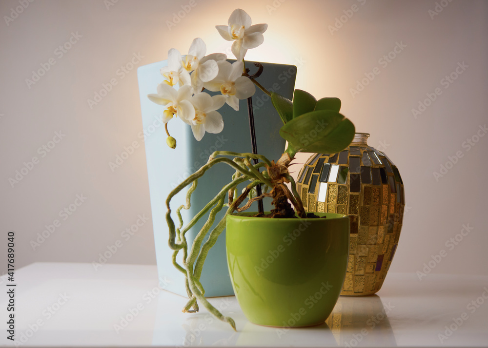 Weiße kleine Orchidee, Stillleben, schöne Vasen