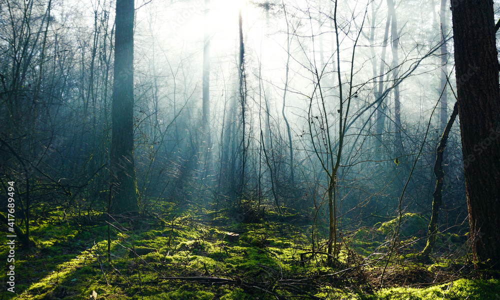 Obraz premium Sun rays shine in the deciduous forest and illuminate the moss. It’s early in the morning with some fog still in the air 