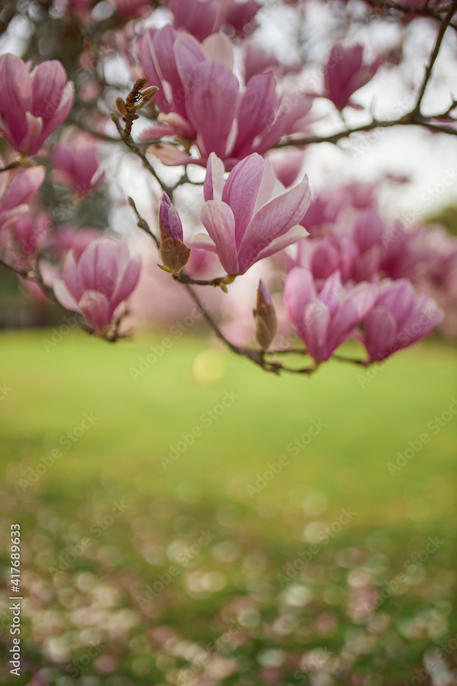 Close-up of the flowers of a tree called tulip magnolia.