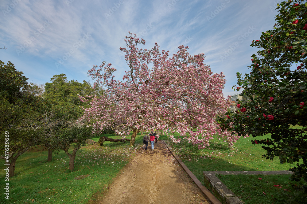 Large tree full of flowers known as Chinese magnolia tree on a park path. Large tree full of flowers known as Chinese magnolia tree on a park path.