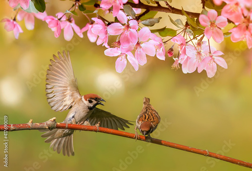 birds sparrows sit in the spring sunny blooming on the branches of an apple t...