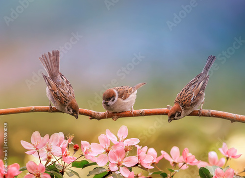 birds sparrows sit in the spring sunny blooming on the branches of an apple tree with white flowers photo