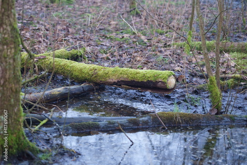 green moss on a tree