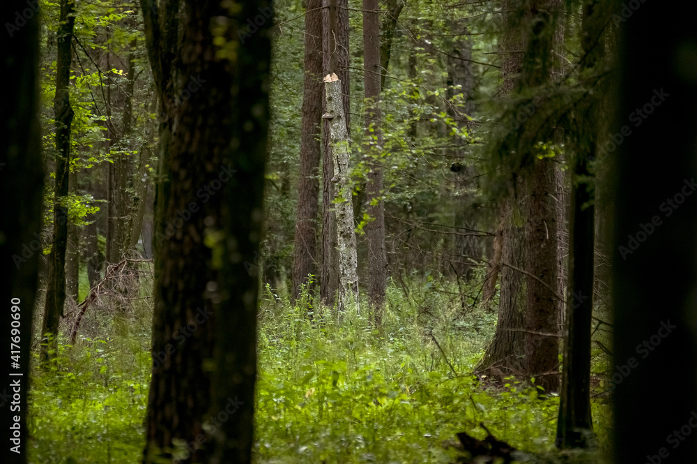 Obraz premium Krajobraz leśny