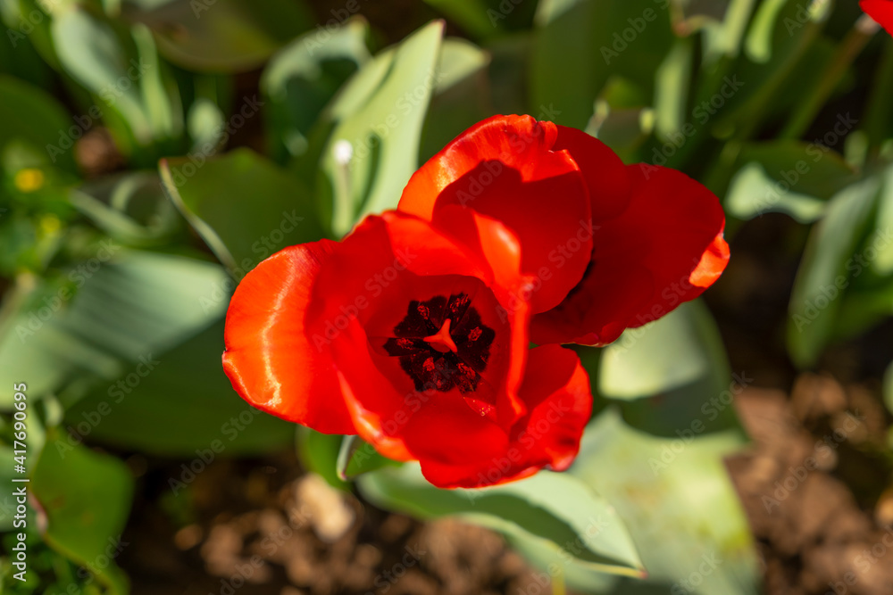 Freshly red tulip in the garden.
