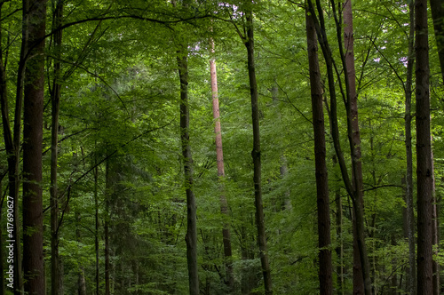 Fototapeta Naklejka Na Ścianę i Meble -  Krajobraz leśny