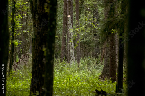 Fototapeta Naklejka Na Ścianę i Meble -  Krajobraz leśny