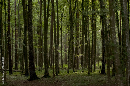 Krajobraz leśny