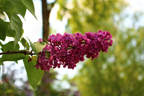 Beautiful large clusters of blooming lilacs on warm spring days