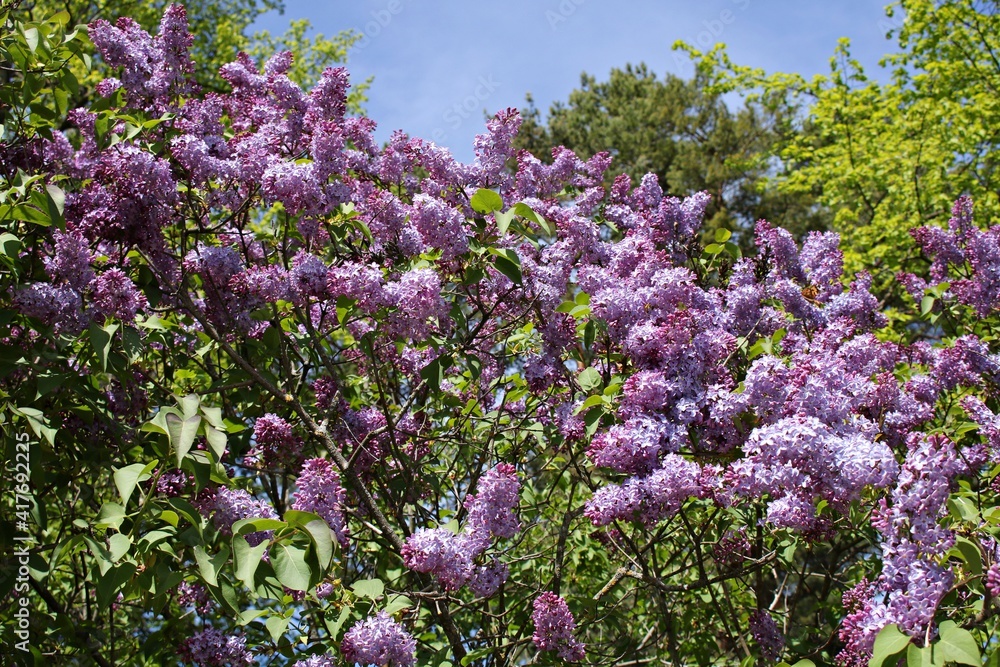 Beautiful large clusters of blooming lilacs on warm spring days Beautiful large clusters of blooming lilacs on warm spring days