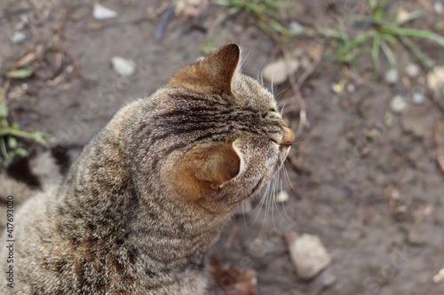 cat walks in the garden photo