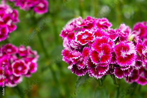 Bush of vibrant pink blooming carnation or clove pink flower with white outlines and centers in green garden 
