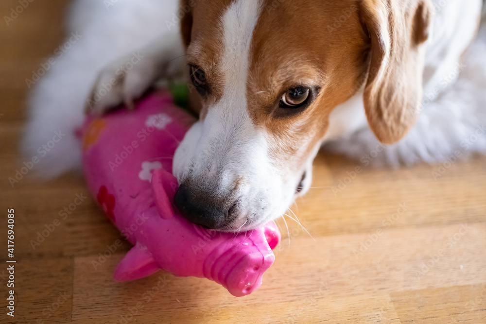 Beagle dog biting and chewing on squeaky rubber toy on a floor.