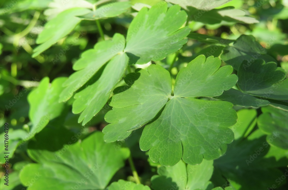 Green aquilegia leaves in the garden, closeup Green aquilegia leaves in the garden, closeup