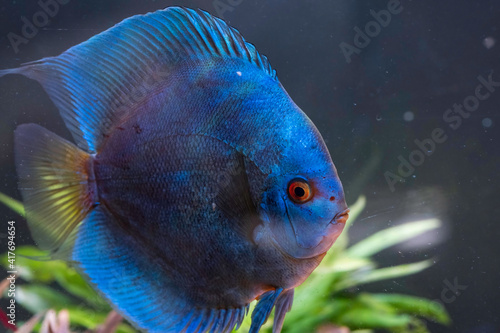 Blue fish from the spieces Symphysodon discus in aquarium. Freshwater aquaria concept