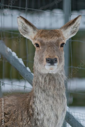 Closeup portrait of a Kashmir stag (Cervus canadensis hanglu), also called hangul. Selective focus. photo