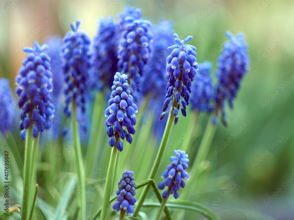 Muscari armeniacum plant with blue flowers. Muscari armeniacum plant with blue flowers.