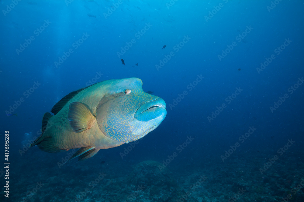 Fototapeta premium Big Napoleon fish in blue sea water.