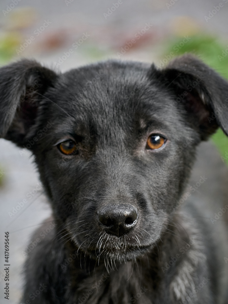 Fototapeta premium Black puppy on the grass .