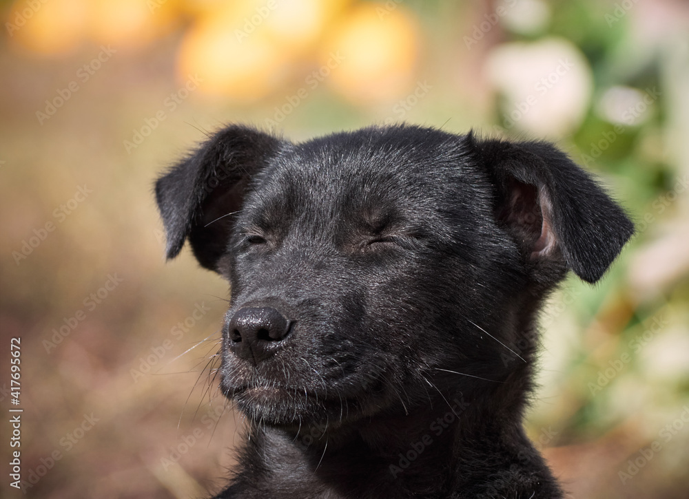 Black puppy on the grass . Black puppy on the grass .