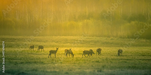 Photography A beautiful misty morning with wild red deer herd grazing in the meadow
