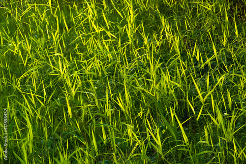green grass in highlighted by the setting sun