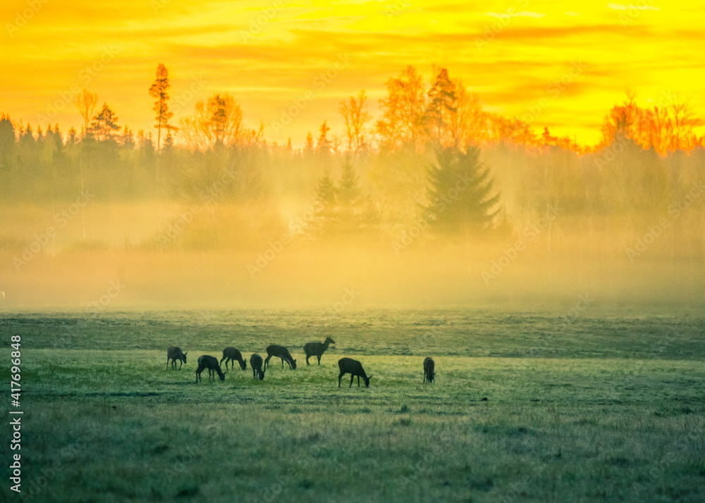 A beautiful misty morning with wild red deer herd grazing in the meadow. Springtime sunrise scenery with wild animals in Northern Europe.