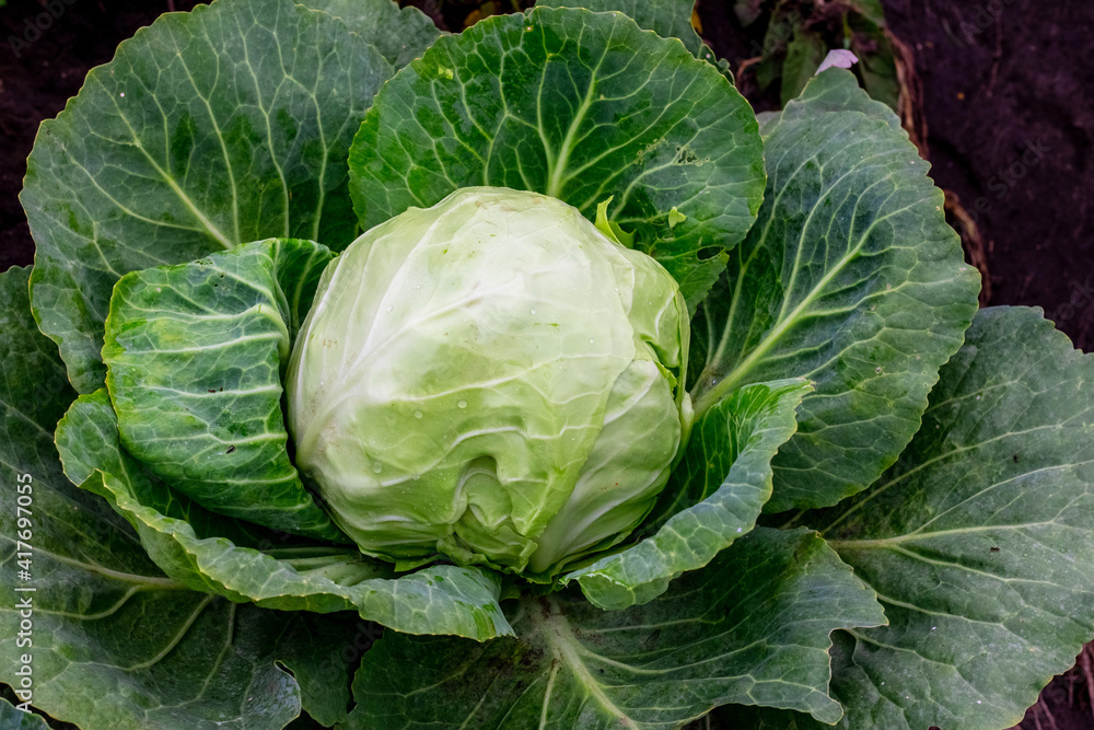 Fototapeta premium Cabbage head with green leaves in the garden during ripening