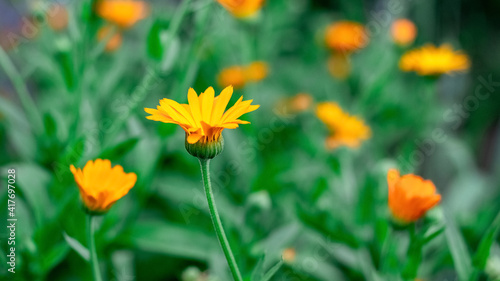 Calendula flowers in the garden  calendula flowering  calendula - a medicinal plant