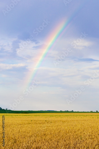 Bright rainbow in the sky over a wheat field after rain