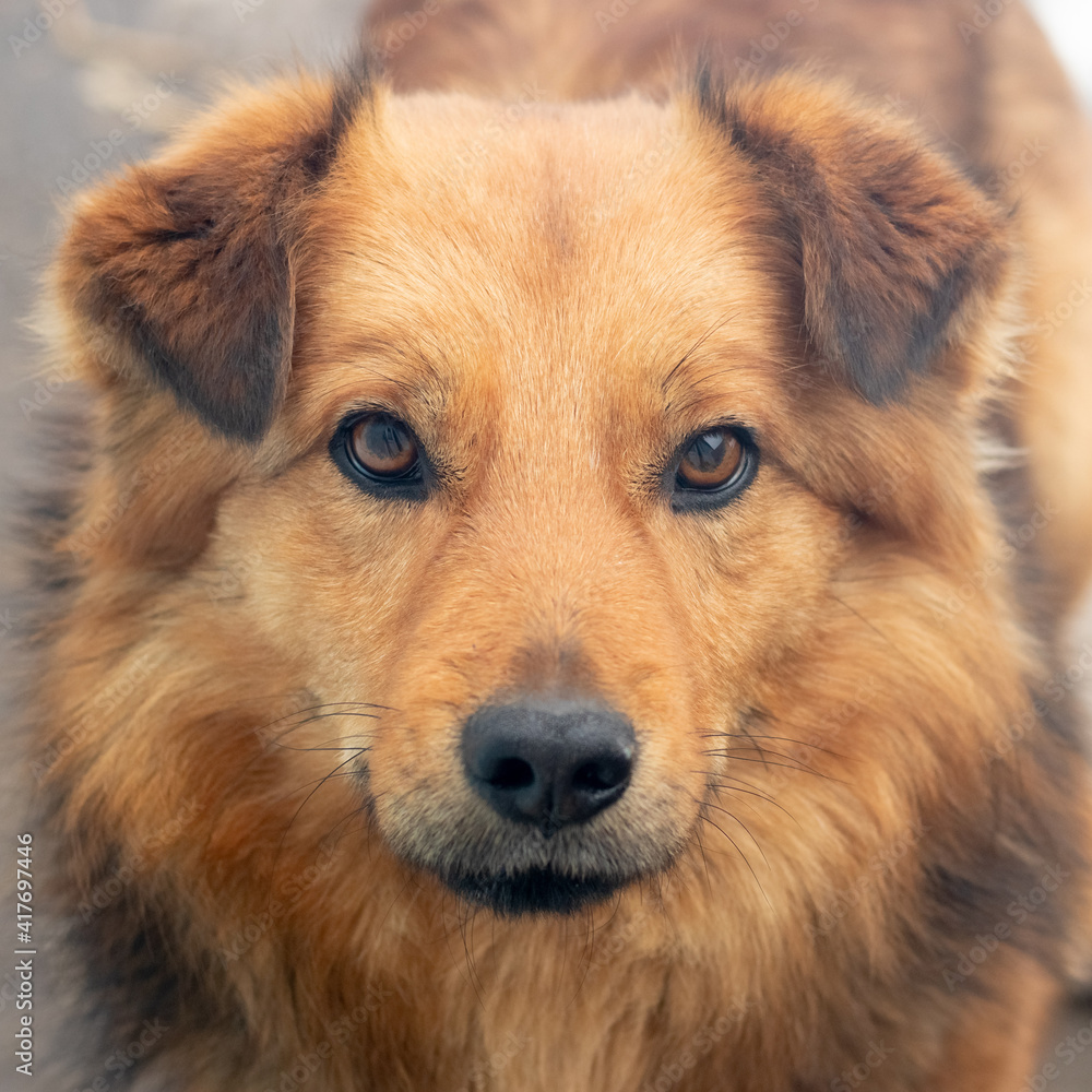 Portrait of a brown dog with an attentive look, a shaggy dog