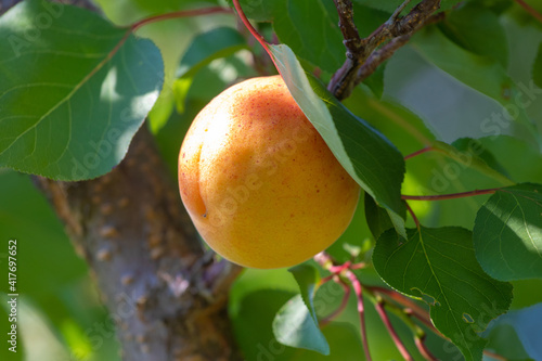 Big ripe apricot on a tree in sunny weather