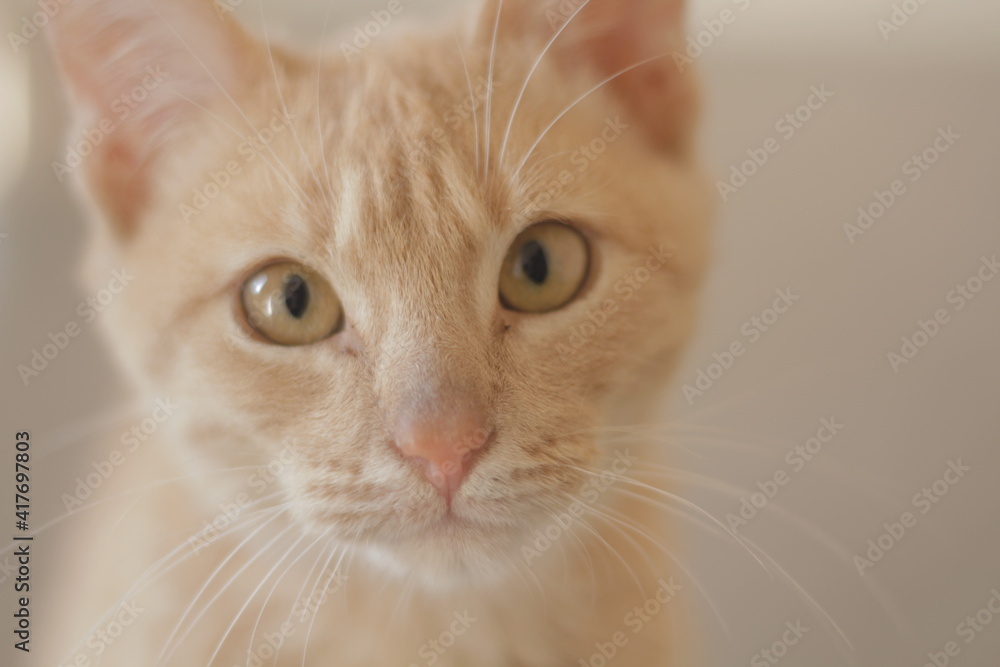 gato pequeño que te mira de frente gato pequeño que te mira de frente