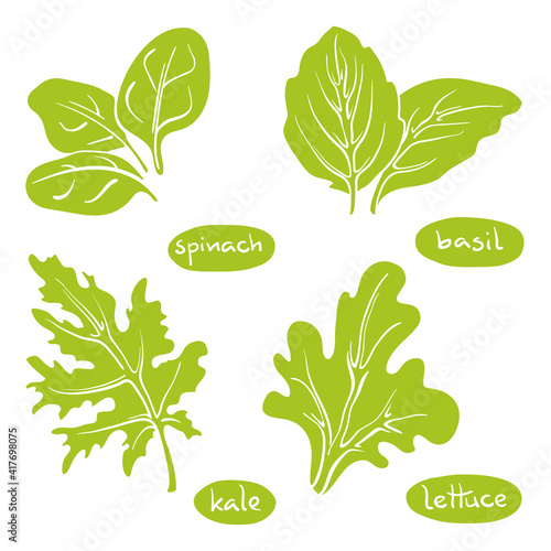 Spinach, basil, lettuce, kale leaves. Colorful line sketch collection of green vegetables and herbs isolated on white background. Doodle hand drawn vegetable icons. Vector illustration