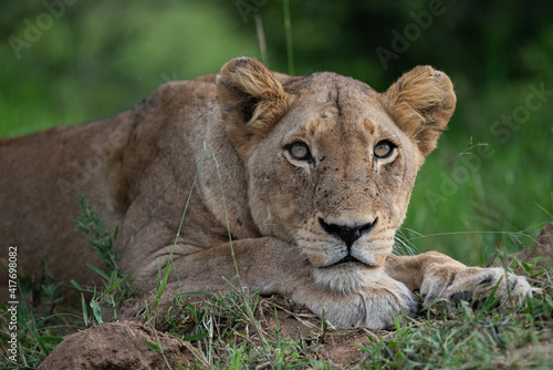 A portrait of a female lion seen on a safari in South Africa