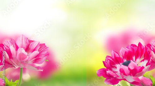 pink anemone flowers
