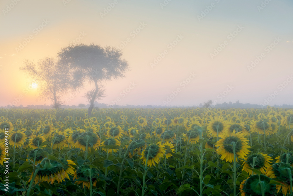 Obraz premium Misty morning in the field. Early morning in Sunflower field. Beautiful moment to watch.