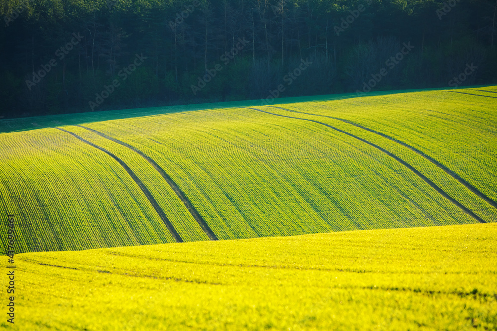 Obraz premium Splendid view on of sunlit wavy fields of agricultural area. Location place of South Moravian region, Czech Republic.