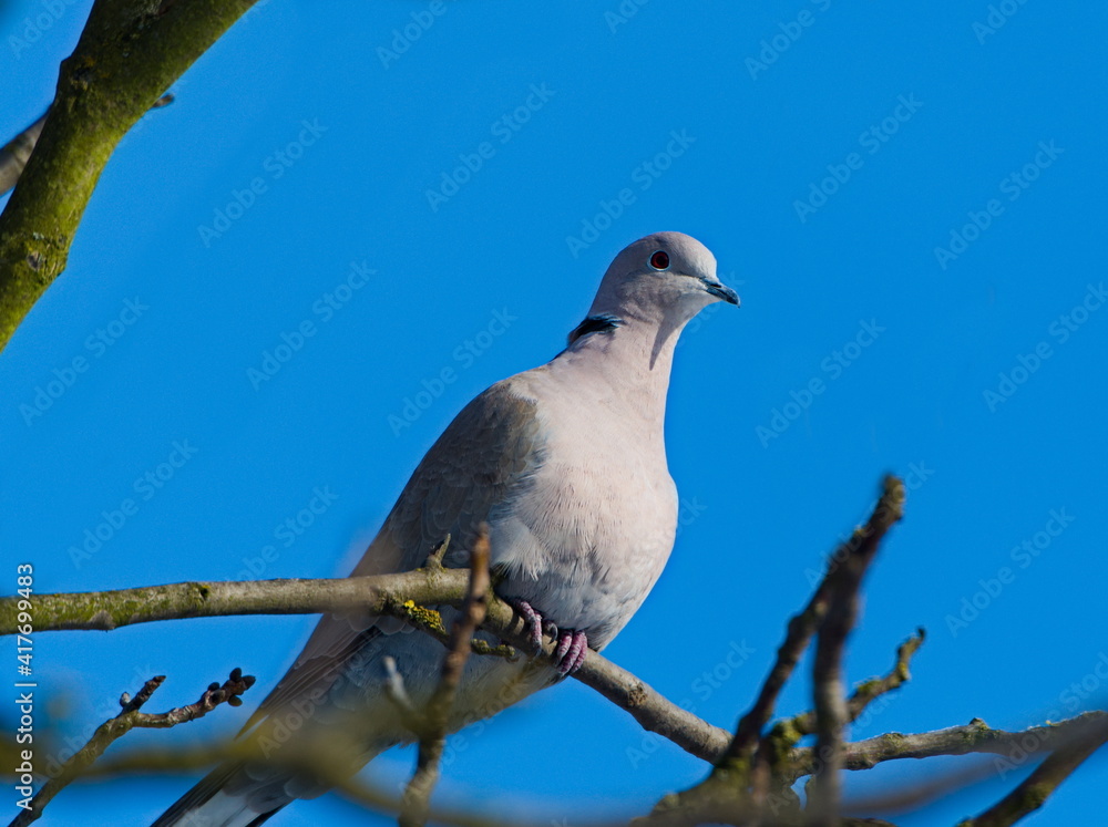 Eurasian collared dove (Streptopelia decaocto) against a blue sky