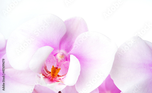 a branch of a beautiful and pastel purple orchid on a white background. © Kufotos