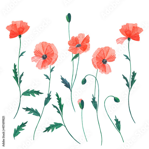 Watercolor flowers of red poppies  Isolated spring illustration. Watercolor hand drawn painting illustration isolated on a white background.