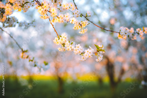 Attractive photo of blossoming tree branch with white flowers on bokeh background in sunny day.