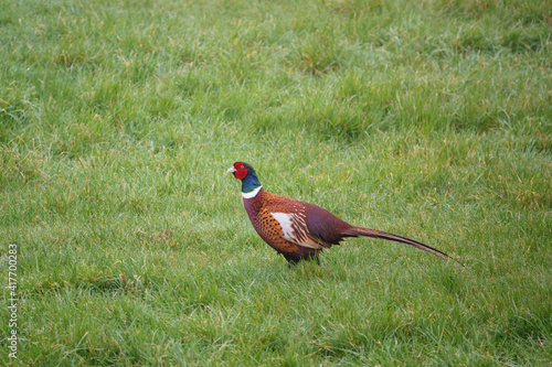 male cock pheasant walking through early spring grass 