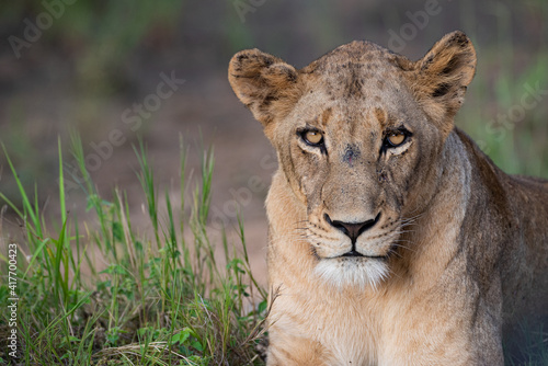 Fototapeta Naklejka Na Ścianę i Meble -  A portrait of a female lion seen on a safari in South Africa