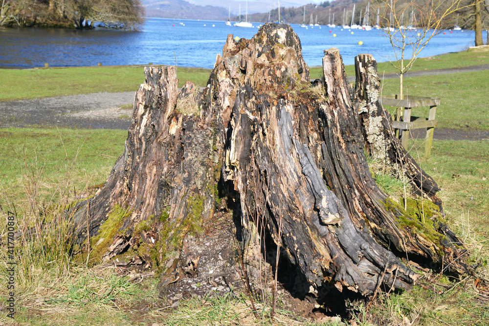 rotten tree next to Windermere in the Lake district rotten tree next to Windermere in the Lake district
